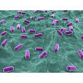Salud probiótico lactobacillus acidophilus